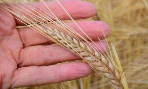 قصص ونصائح لتطوير الإيثار (نكران الذات)